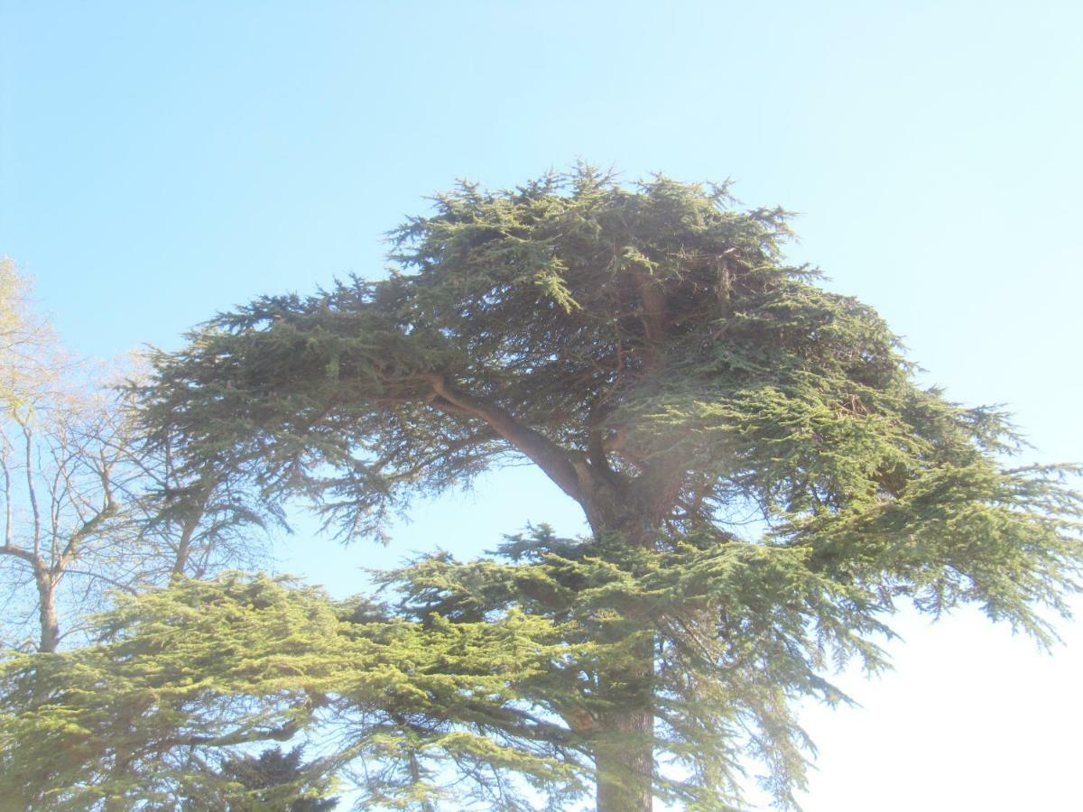 Bed & Breakfast Chateau Les Cedres Bretteville-l'Orgueilleuse Exterior foto